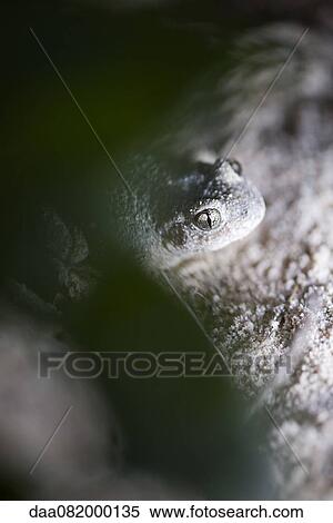 Stock Photography - Toad. Fotosearch