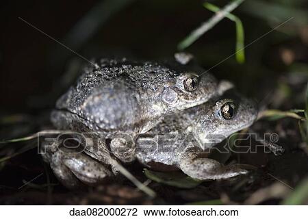Toads mating View Large Photo Image Stock Image - Toads mating. Fotosearch