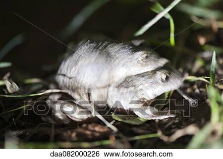 Stock Photograph - Toads mating. Fotosearch