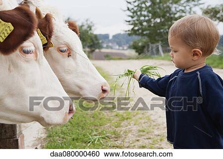 Toddler boy feeding grass to cows, side view View Large Photo Image Stock Image - Toddler boy feeding grass to cows, side view. Fotosearch