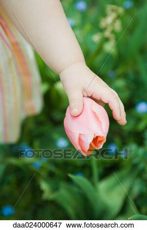 Toddler girl touching tulip, cropped view of arm View Large Photo Image Stock Photo - Toddler girl touching tulip, cropped view of arm. Fotosearch