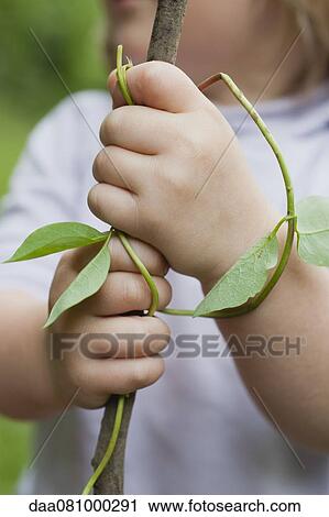 Toddler holding branch, cropped View Large Photo Image Stock Image - Toddler holding branch, cropped. Fotosearch