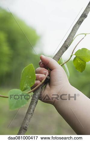 Toddler's hand holding branch View Large Photo Image Stock Photo - Toddler's hand holding branch. Fotosearch