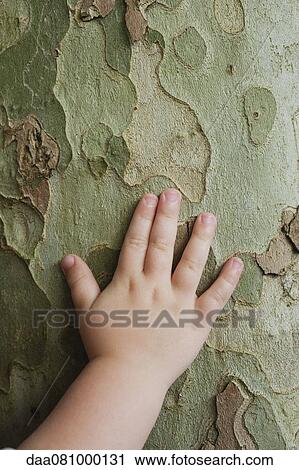 Stock Image - Toddler's hand touching tree bark. Fotosearch