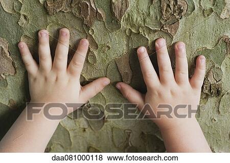 Toddler's hands touching tree bark View Large Photo Image Stock Photo - Toddler's hands touching tree bark. Fotosearch