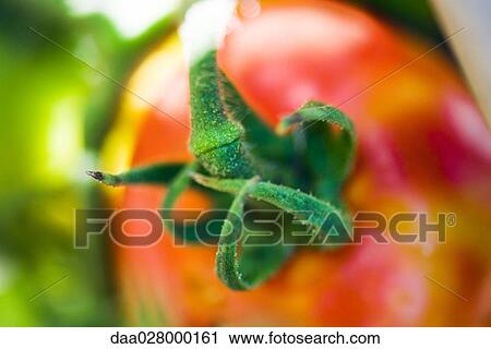 Stock Image - Tomato growing on vine, close-up. Fotosearch
