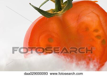 Tomato half on cotton cosmetic pad View Large Photo Image Stock Image - Tomato half on cotton cosmetic pad. Fotosearch
