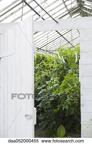 Stock Photography - Tomato plants growing in greenhouse. Fotosearch