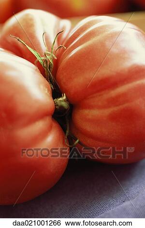 Tomato View Large Photo Image Stock Photograph - Tomato. Fotosearch