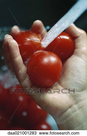 Stock Image - Tomatoes being rinsed. Fotosearch
