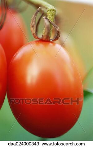 Tomatoes on vine, close-up View Large Photo Image Stock Image - Tomatoes on vine, close-up. Fotosearch