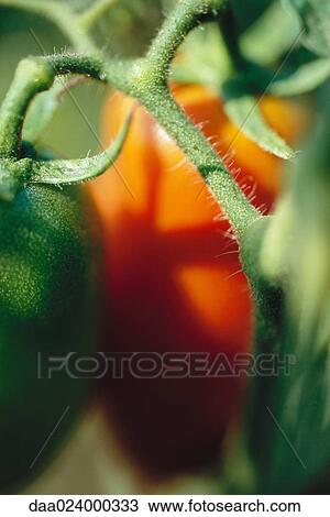 Tomatoes on vine, extreme close-up View Large Photo Image Stock Image - Tomatoes on vine, extreme close-up. Fotosearch