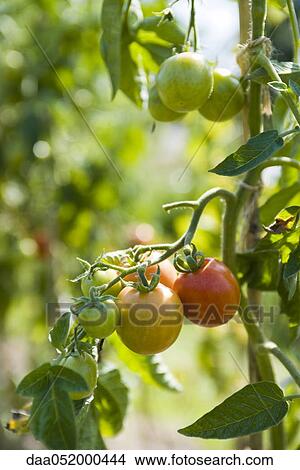 Picture - Tomatoes ripening on vine. Fotosearch
