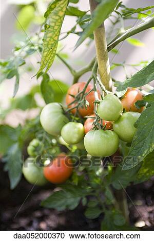 Stock Image - Tomatoes ripening on vine. Fotosearch