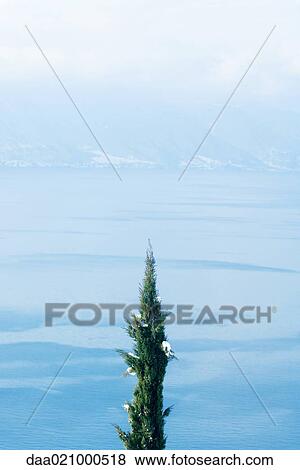 Top of fir tree and lakescape View Large Photo Image Stock Photo - Top of fir tree and lakescape. Fotosearch