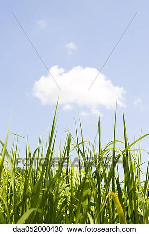Tops of cane stalks against blue sky View Large Photo Image Stock Image - Tops of cane stalks against blue sky. Fotosearch