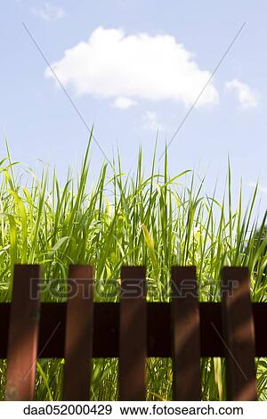 Stock Photo - Tops of cane stalks against blue sky. Fotosearch