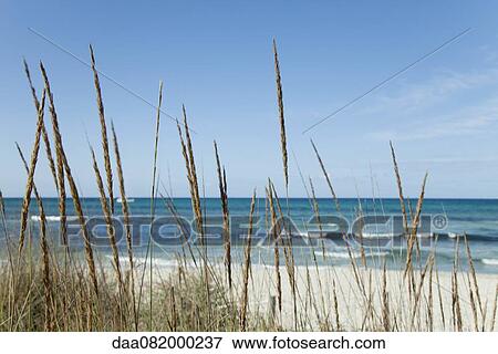 Stock Photo - Tranquil beach scene with dune grass in foreground. Fotosearch
