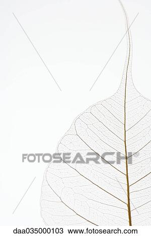 Stock Image - Translucent leaf, close-up, cropped. Fotosearch
