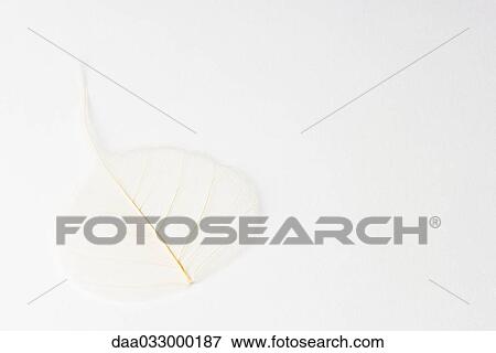 Translucent leaf View Large Photo Image Stock Photo - Translucent leaf. Fotosearch