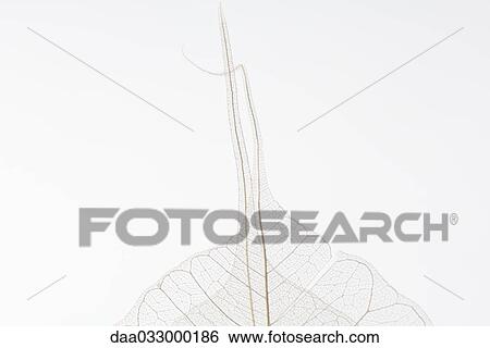 Translucent leaves, close-up View Large Photo Image Stock Photograph - Translucent leaves, close-up. Fotosearch