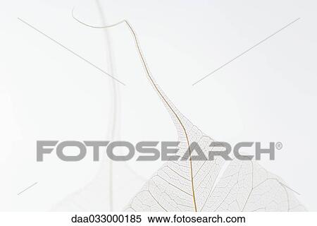 Translucent leaves, close-up View Large Photo Image Stock Photography - Translucent leaves, close-up. Fotosearch