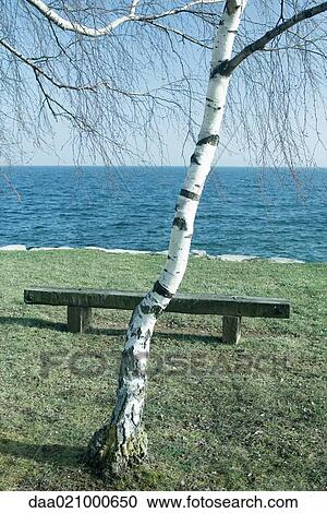 Stock Image - Tree and bench by edge of lake. Fotosearch