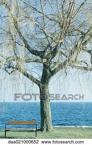 Tree and bench by edge of lake View Large Photo Image Stock Image - Tree and bench by edge of lake. Fotosearch