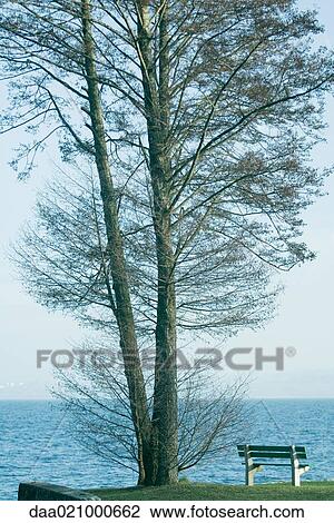 Tree and bench overlooking lake View Large Photo Image Stock Image - Tree and bench overlooking lake. Fotosearch