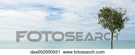 Tree and ocean horizon View Large Photo Image Stock Image - Tree and ocean horizon. Fotosearch