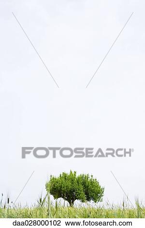 Tree and sky View Large Photo Image Stock Image - Tree and sky. Fotosearch
