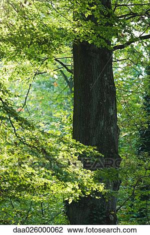 Tree and sunlight in forest View Large Photo Image Stock Image - Tree and sunlight in forest. Fotosearch