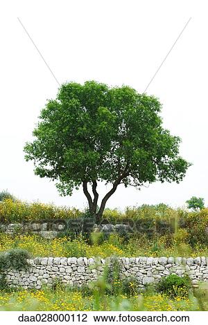 Tree and terracing with low stone walls View Large Photo Image Stock Image - Tree and terracing with low stone walls. Fotosearch