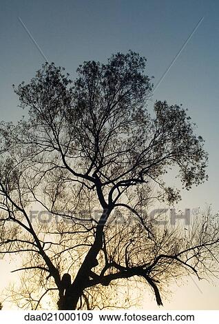 Tree at twilight, low angle view, backlit View Large Photo Image Stock Photo - Tree at twilight, low angle view, backlit. Fotosearch