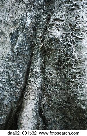 Tree bark, extreme-close up View Large Photo Image Stock Image - Tree bark, extreme-close up. Fotosearch