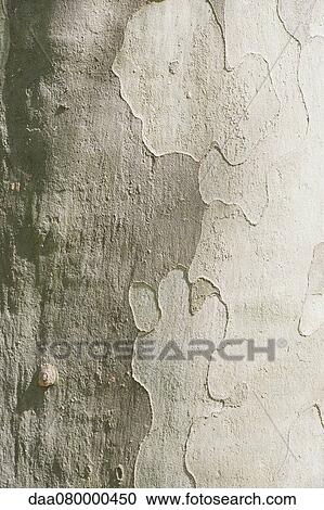 Tree bark, full frame View Large Photo Image Stock Image - Tree bark, full frame. Fotosearch