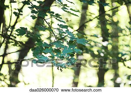 Tree branch and foliage in forest, selective focus View Large Photo Image Stock Image - Tree branch and foliage in forest, selective focus. Fotosearch