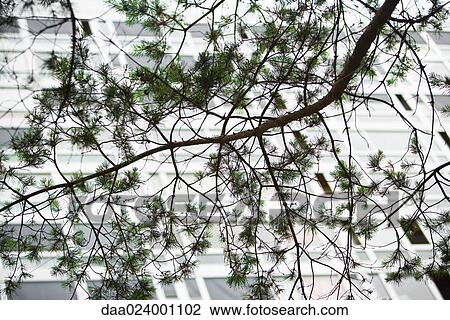 Tree branch, office building in background View Large Photo Image Stock Image - Tree branch, office building in background. Fotosearch