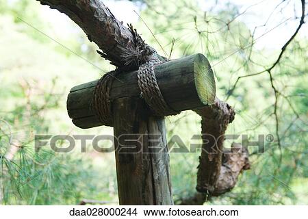 Picture - Tree branch with wooden support, close-up. Fotosearch