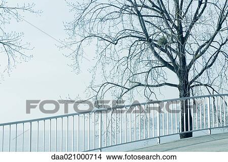 Tree by edge of lake and railed lookout View Large Photo Image Picture - Tree by edge of lake and railed lookout. Fotosearch