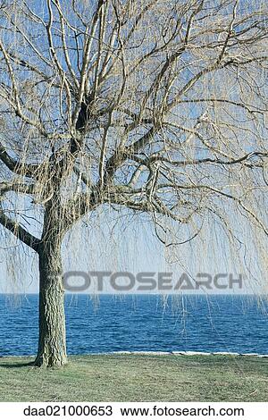 Tree by edge of lake View Large Photo Image Stock Image - Tree by edge of lake. Fotosearch