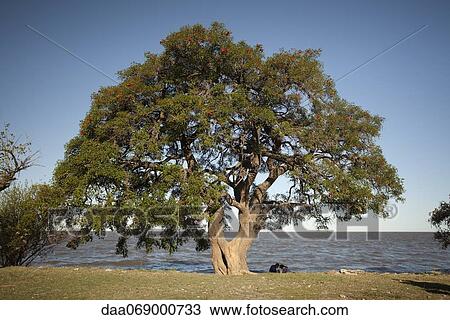 Tree by water View Large Photo Image Stock Image - Tree by water. Fotosearch