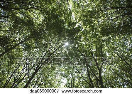 Stock Photo - Tree canopy, low angle view. Fotosearch