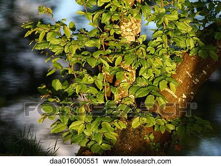 Stock Image - Tree, close-up. Fotosearch