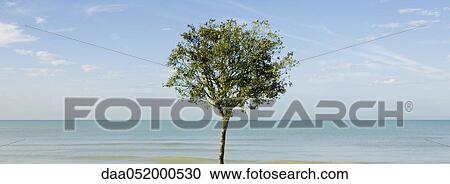 Tree growing beside sea View Large Photo Image Stock Image - Tree growing beside sea. Fotosearch