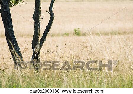 Stock Image - Tree growing in grassy field. Fotosearch