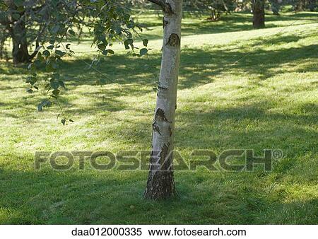 Tree growing in meadow View Large Photo Image Stock Photography - Tree growing in meadow. Fotosearch
