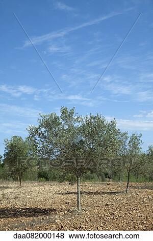 Tree growing in orchard View Large Photo Image Stock Photo - Tree growing in orchard. Fotosearch