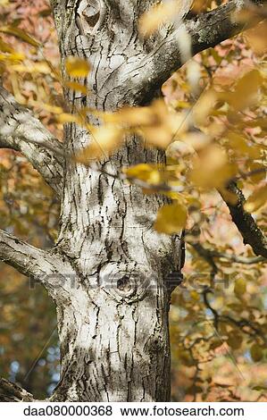 Tree in autumn View Large Photo Image Stock Photo - Tree in autumn. Fotosearch