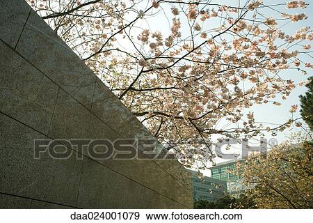 Stock Photo - Tree in blossom and wall. Fotosearch